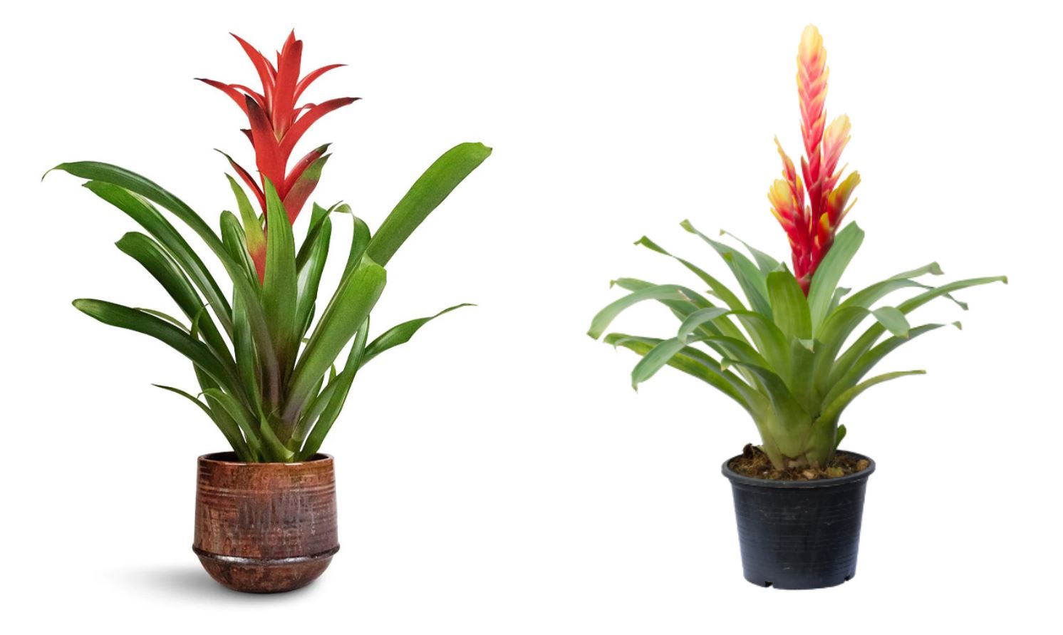 C&acirc;y phong thủy Phong Lộc Hoa